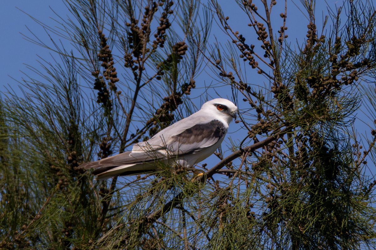 Black-shouldered Kite