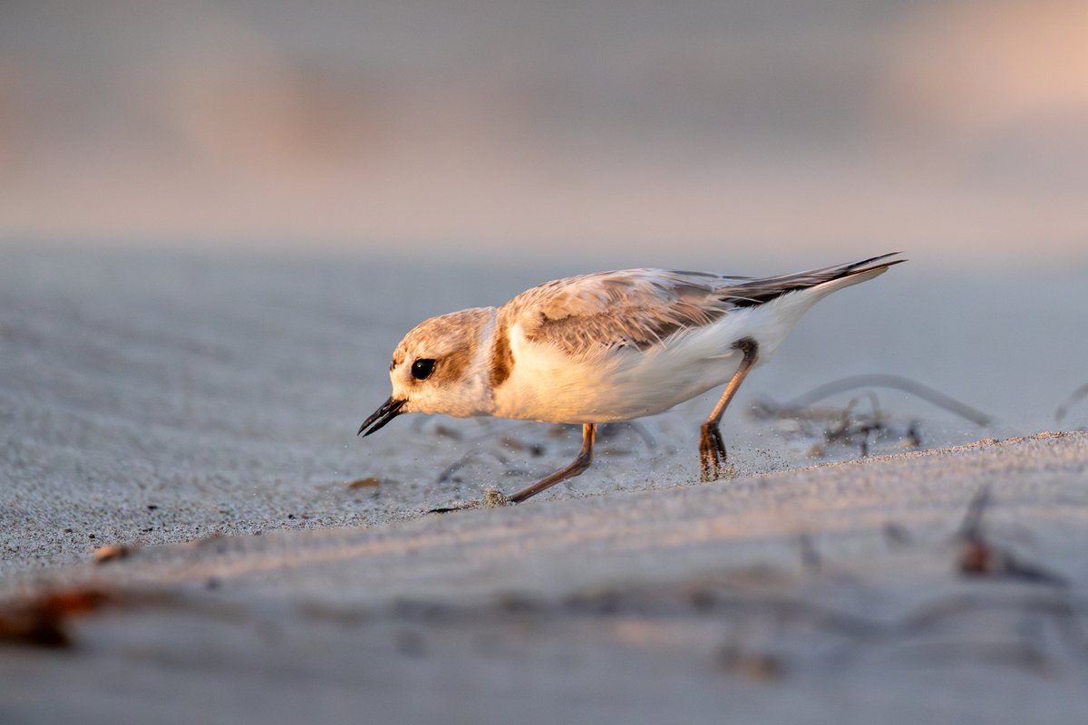 Snowy Plover