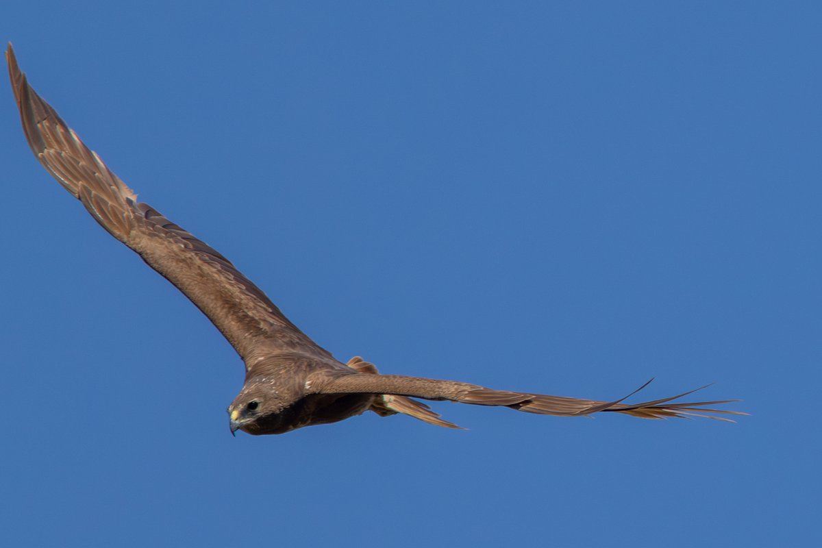 Swamp Harrier