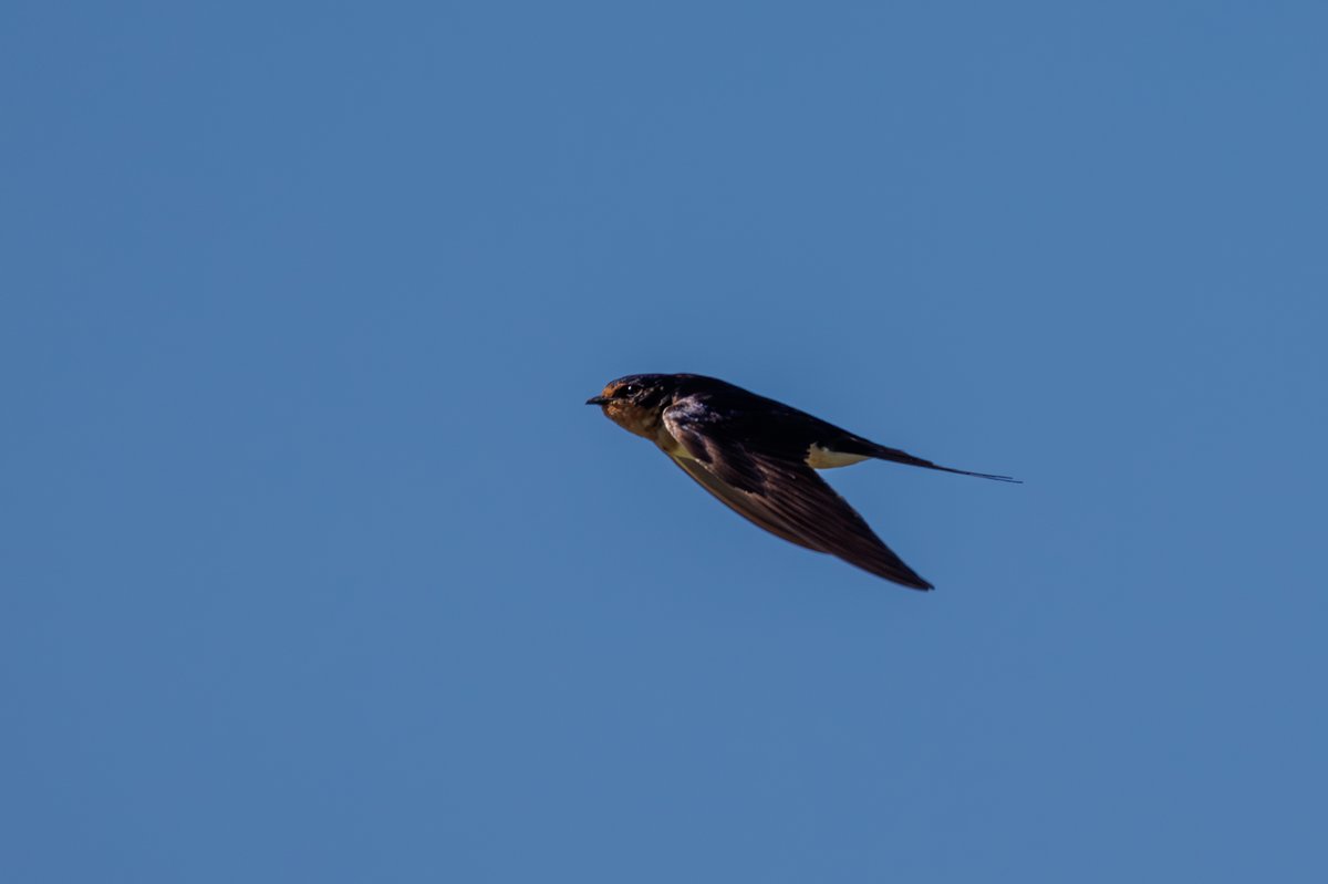 Barn Swallow