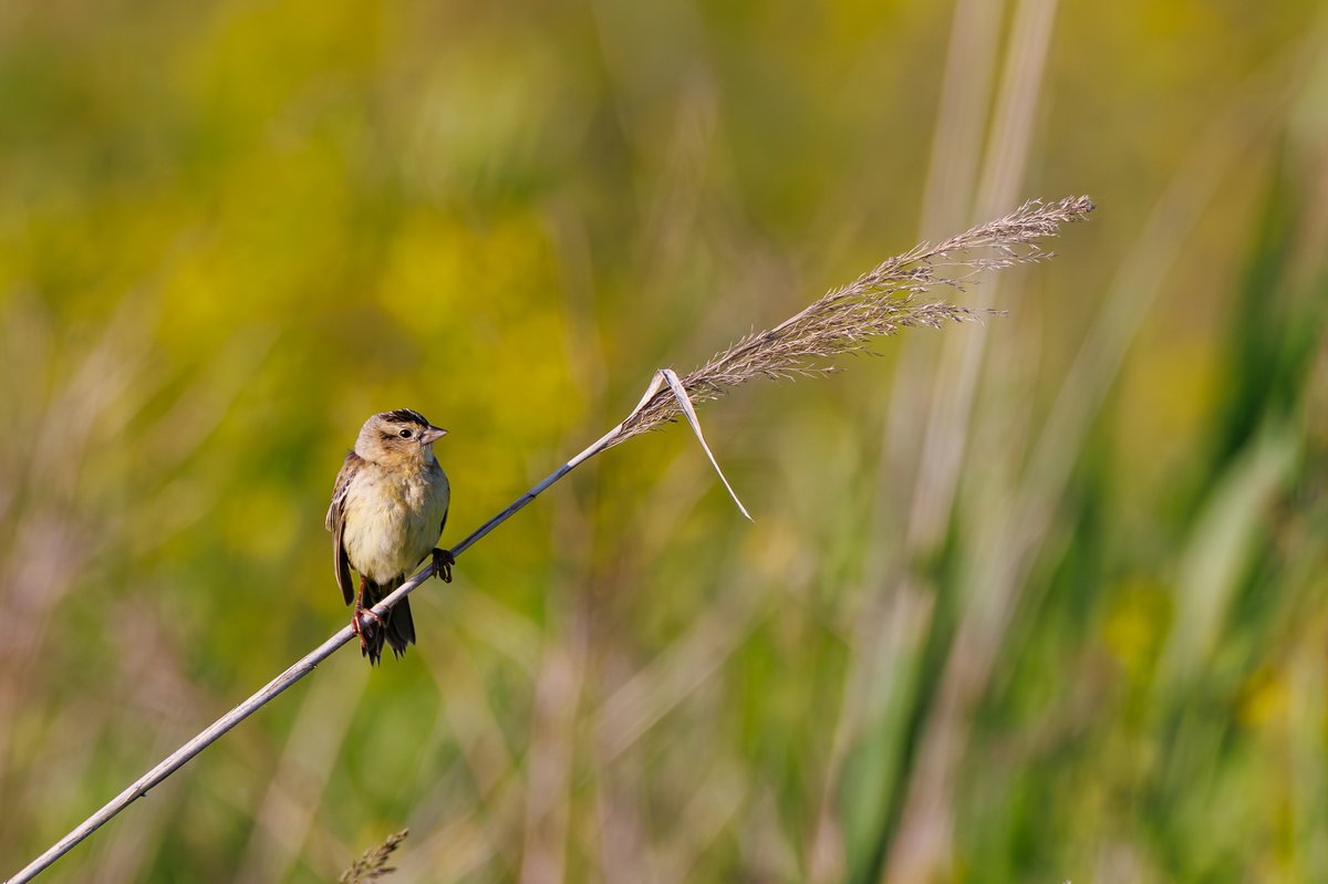 Bobolink