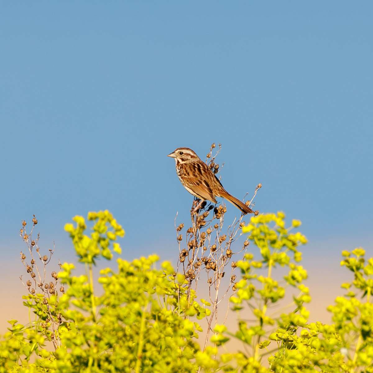 Song Sparrow