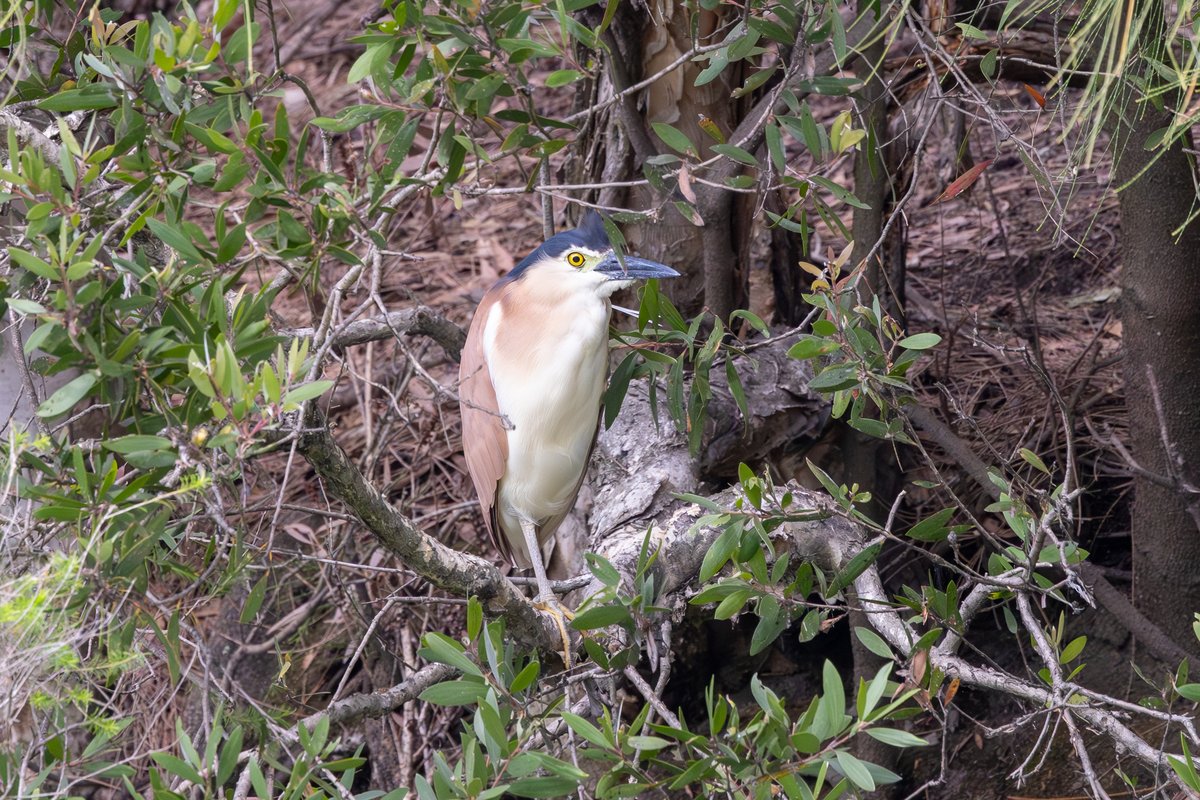 Nankeen Night-Heron