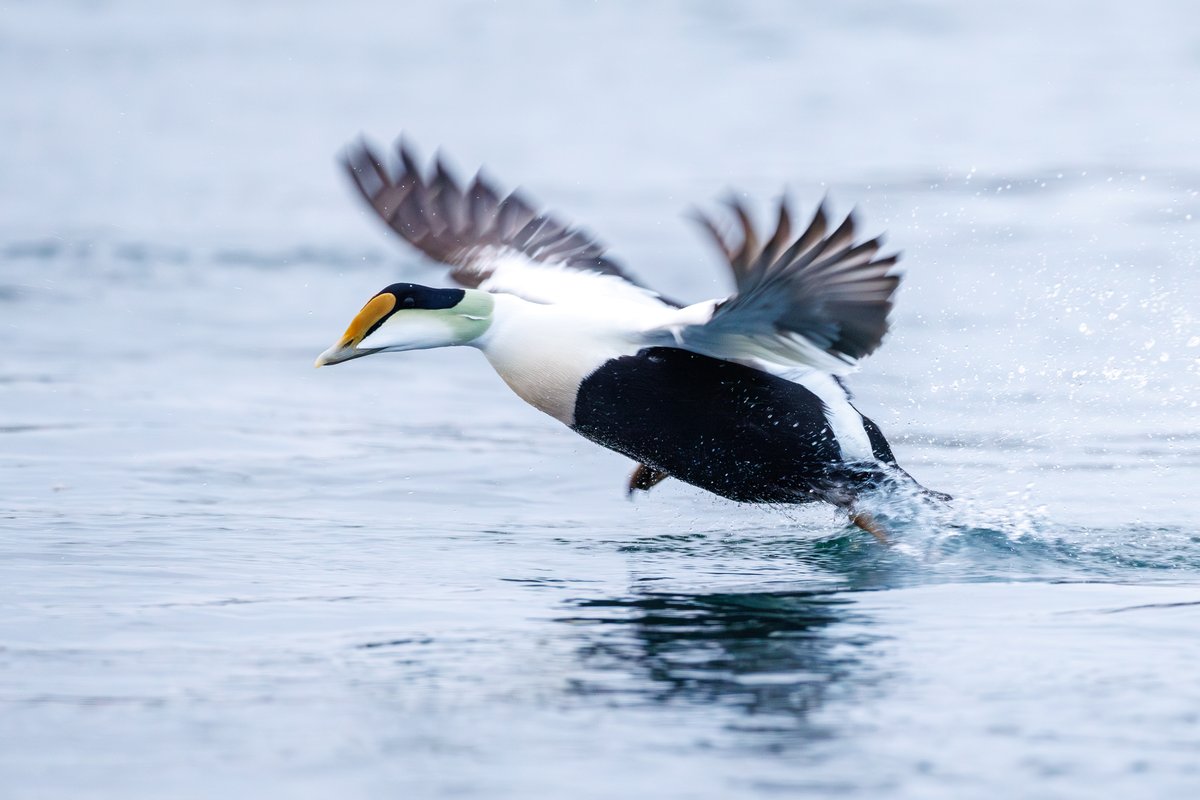 Common Eider