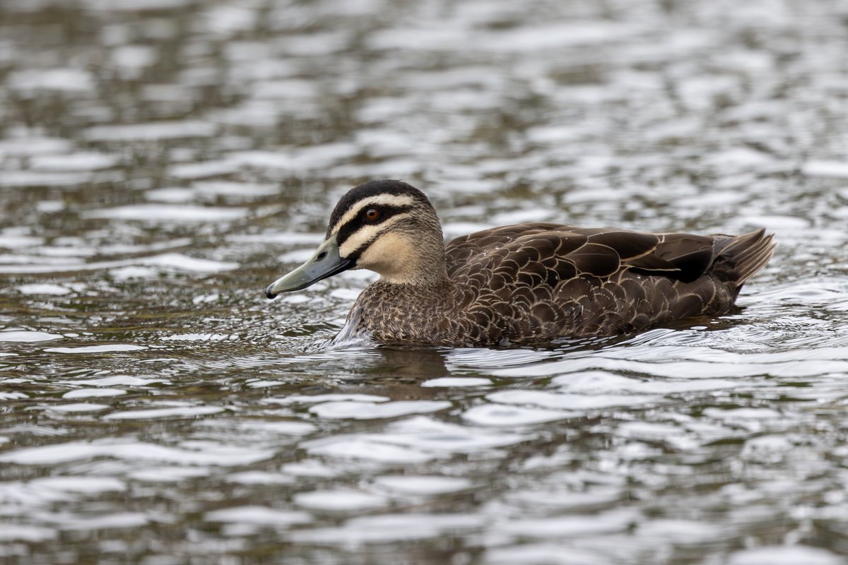Pacific Black Duck