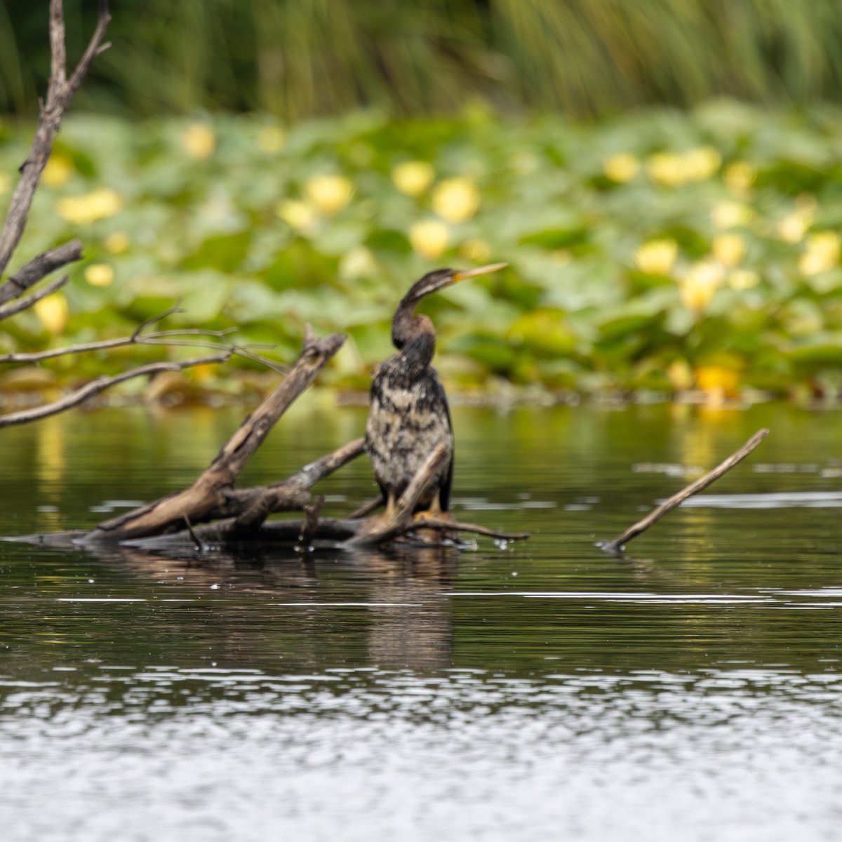Australasian Darter