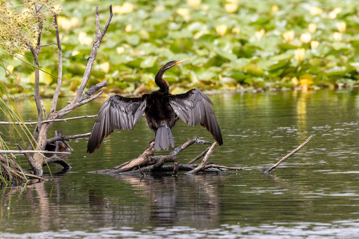 Australasian Darter