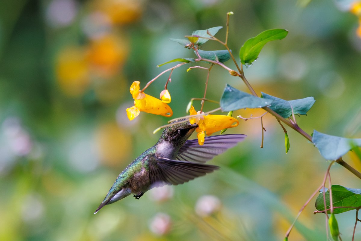 Ruby-throated Hummingbird