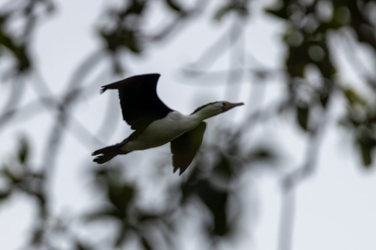 Little Pied Cormorant