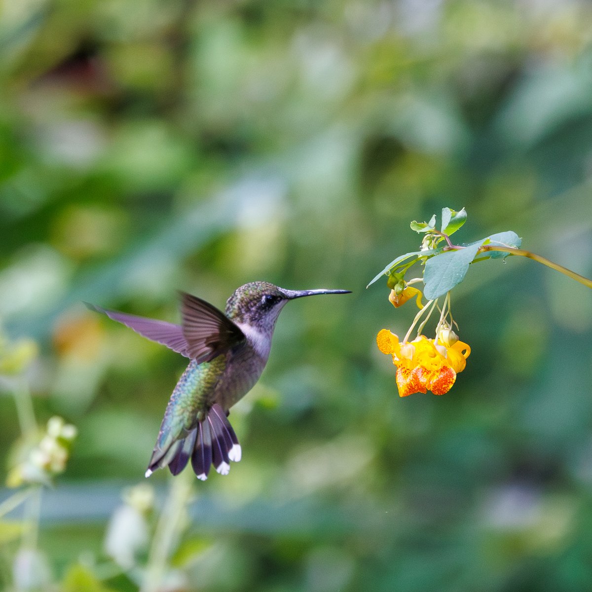 Ruby-throated Hummingbird