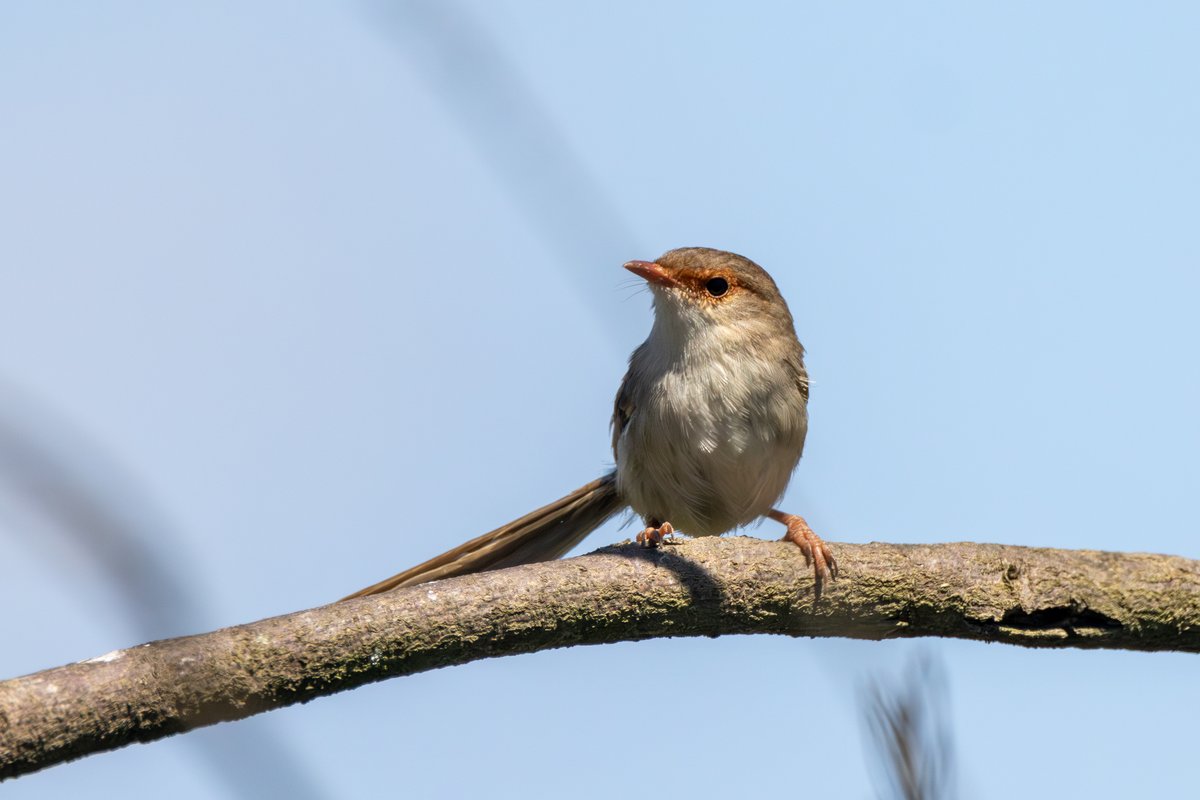 Superb Fairywren