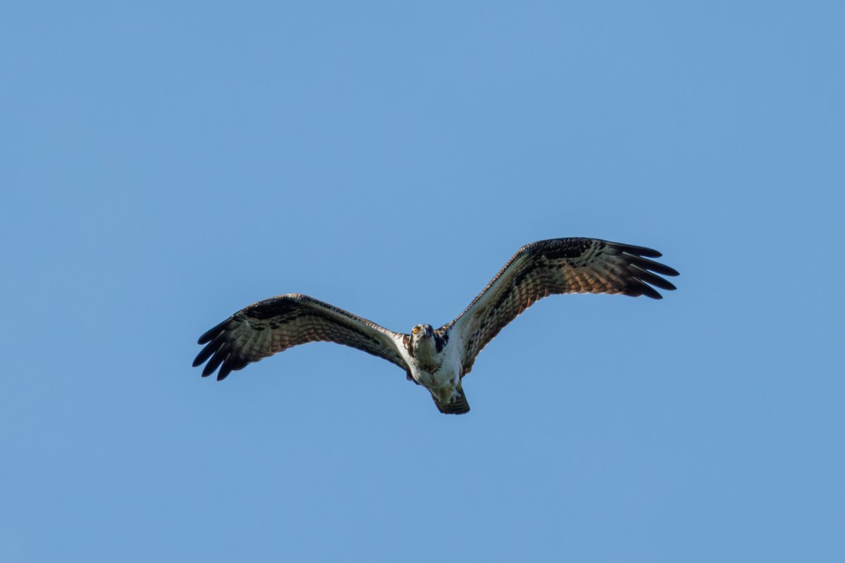 Osprey