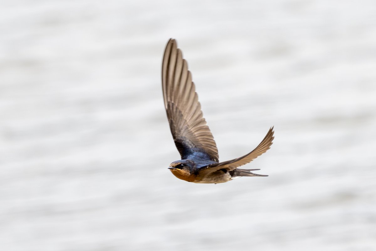 Welcome Swallow