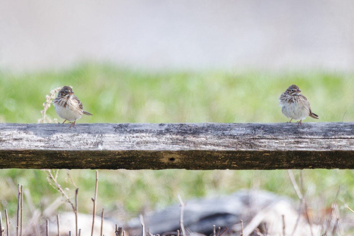 Vesper Sparrow