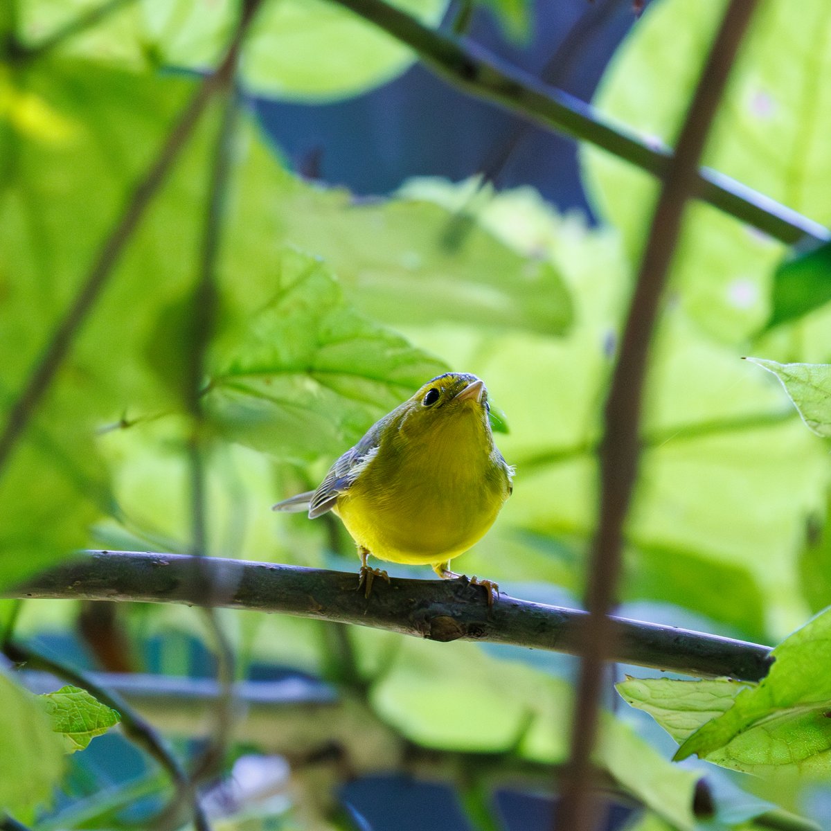 Wilson's Warbler