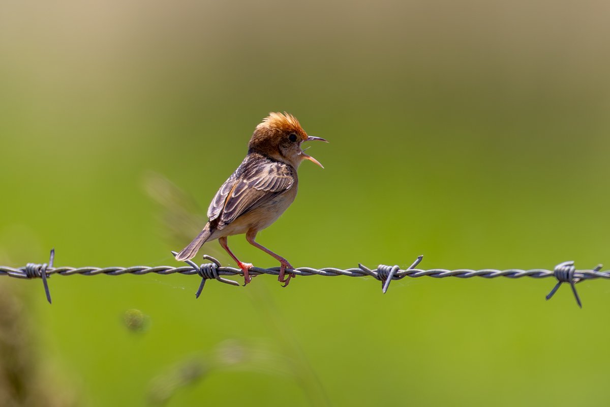 Golden-headed Cisticola