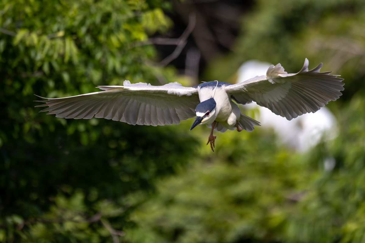 Black-crowned Night-Heron