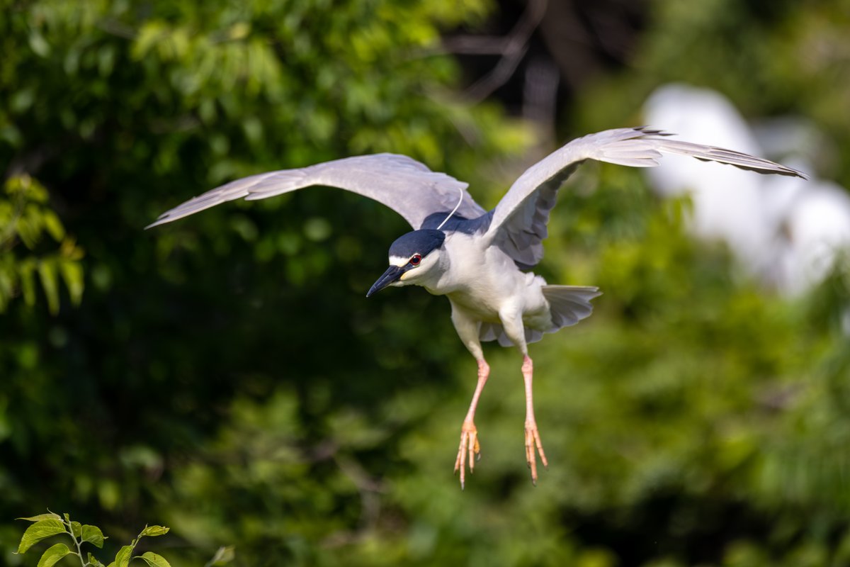 Black-crowned Night-Heron