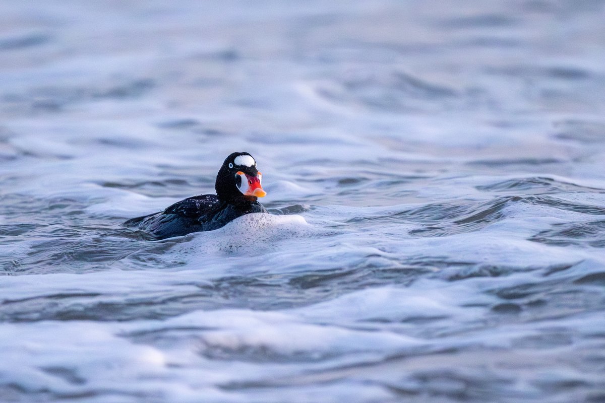 Surf Scoter