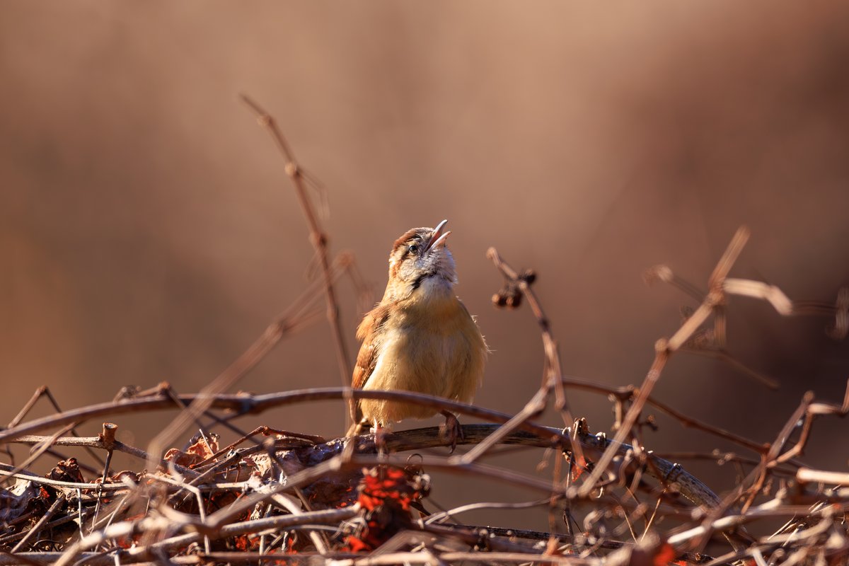 Carolina Wren