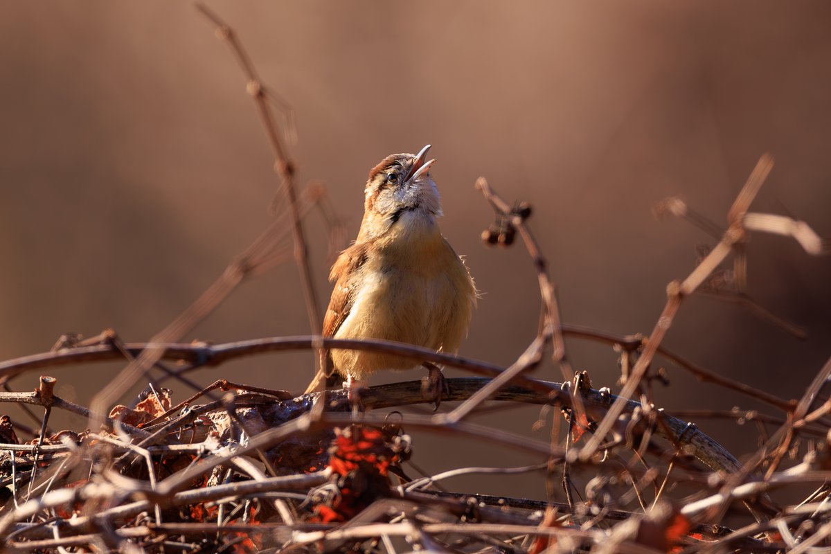 Carolina Wren