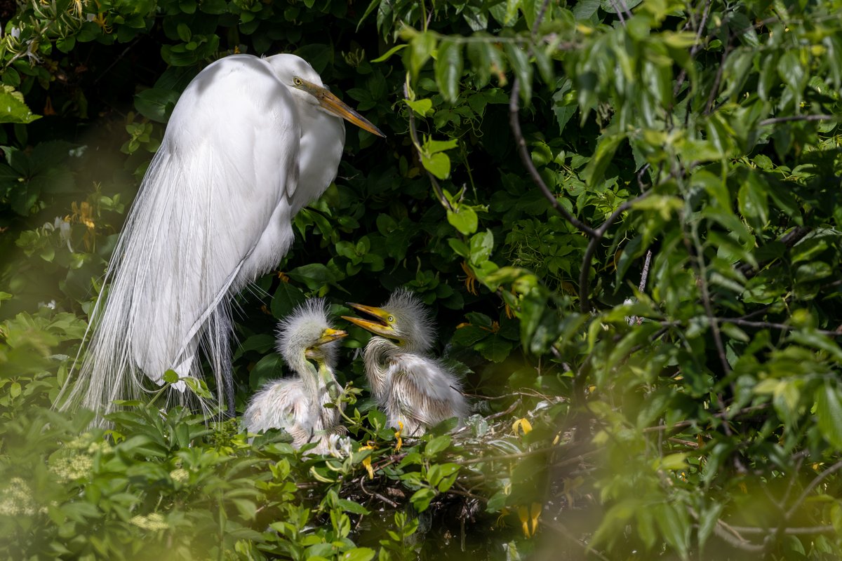 Great Egret