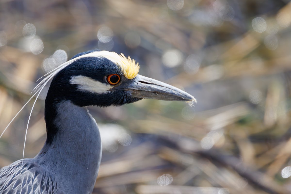 Yellow-crowned Night-Heron