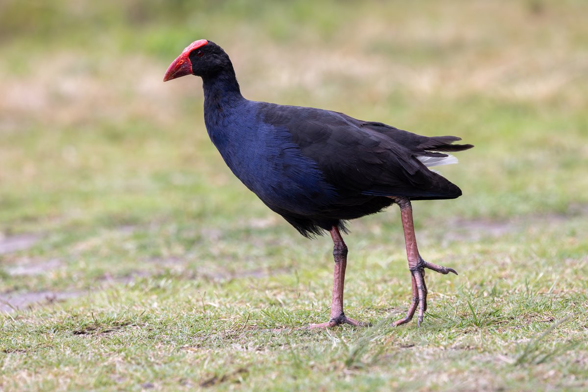 Australasian Swamphen