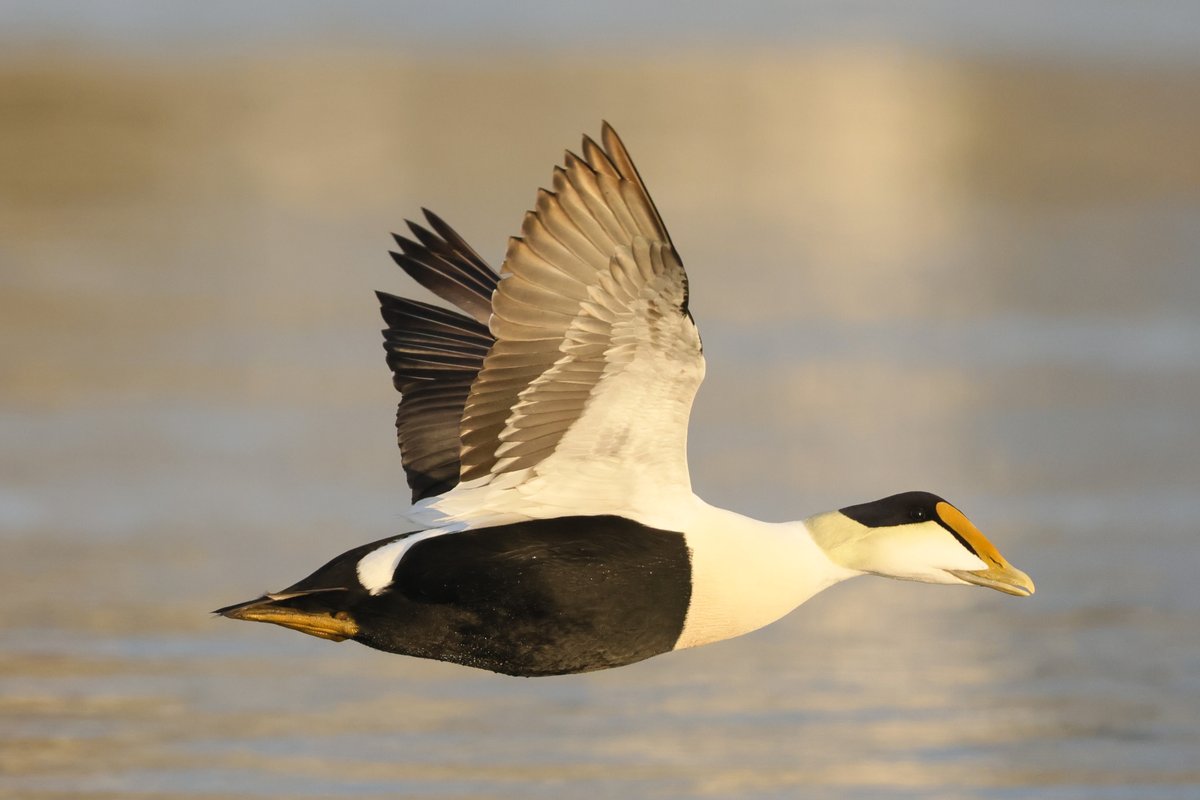 Common Eider