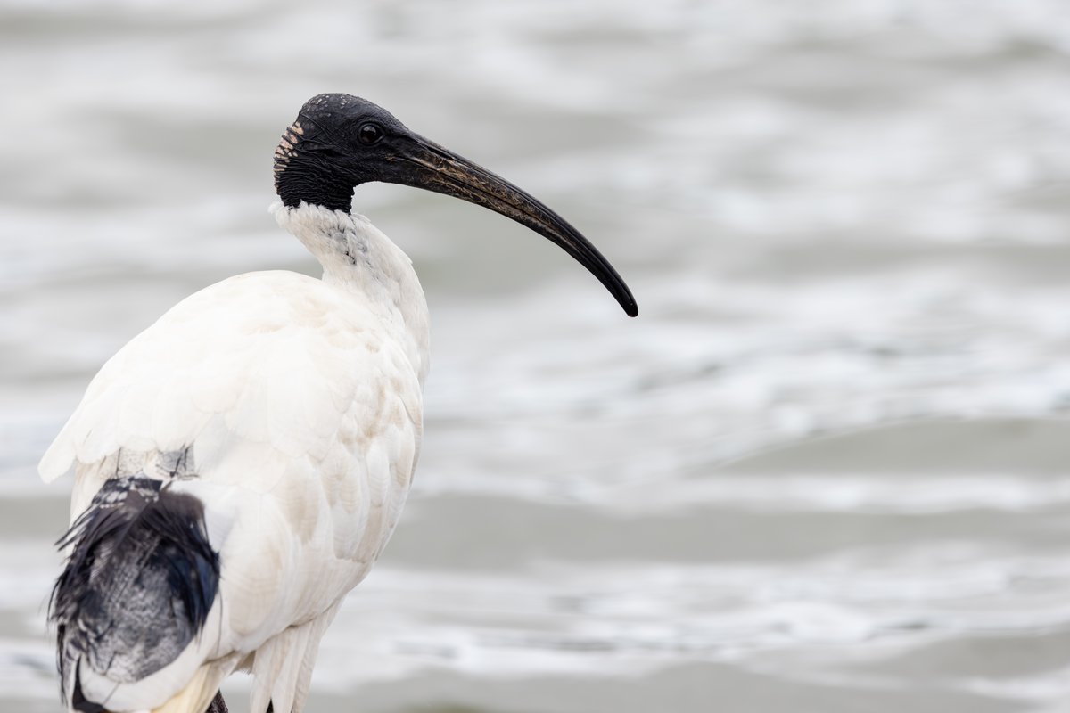 Australian White Ibis