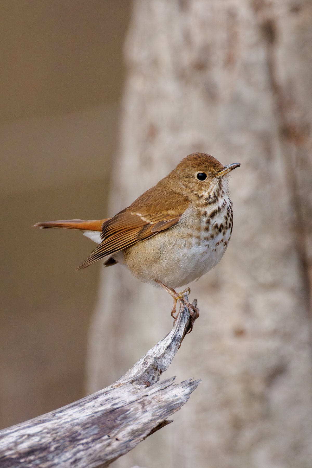 Hermit Thrush