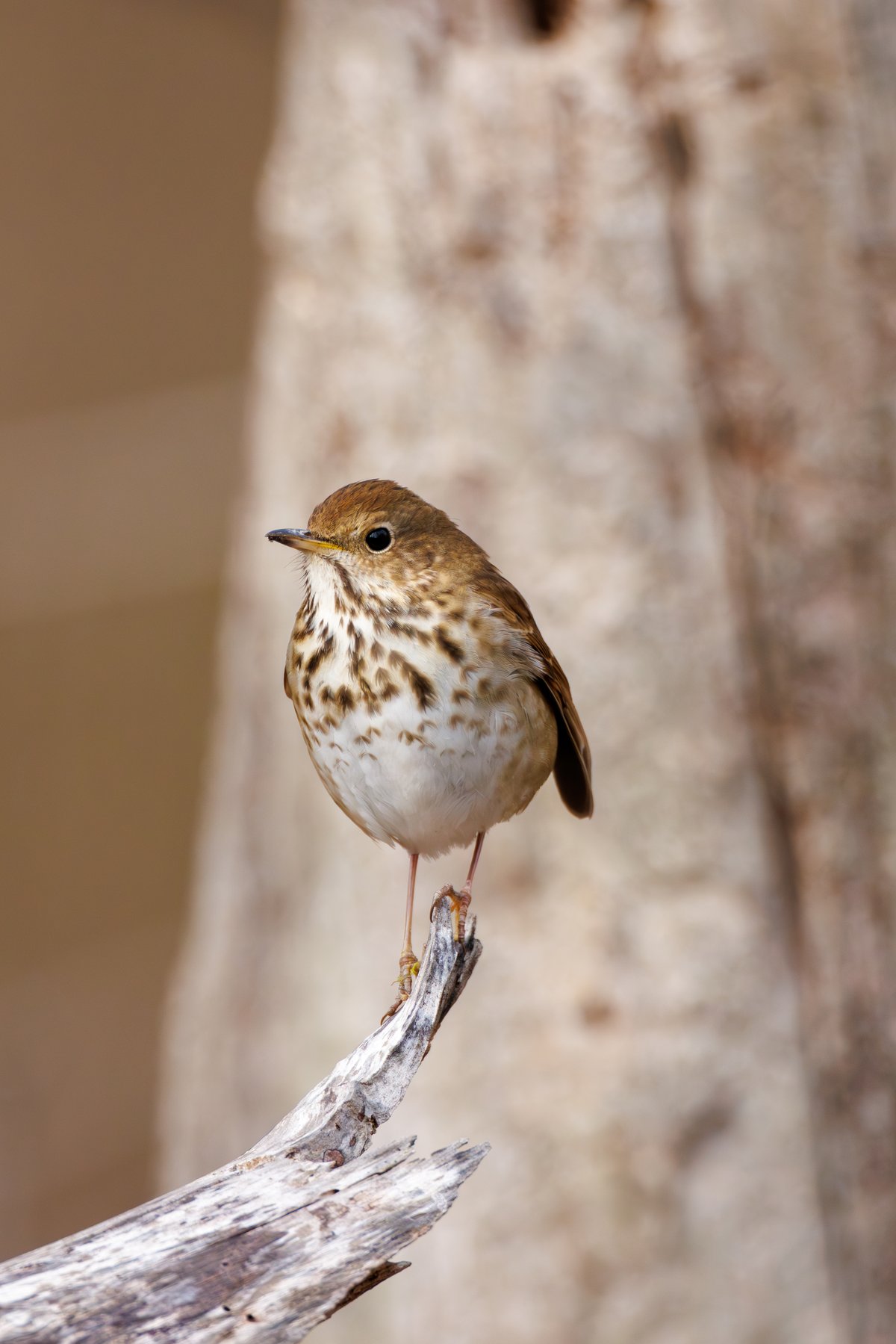Hermit Thrush