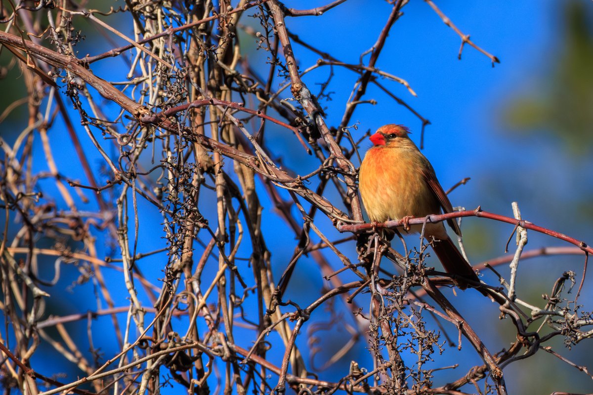 Northern Cardinal