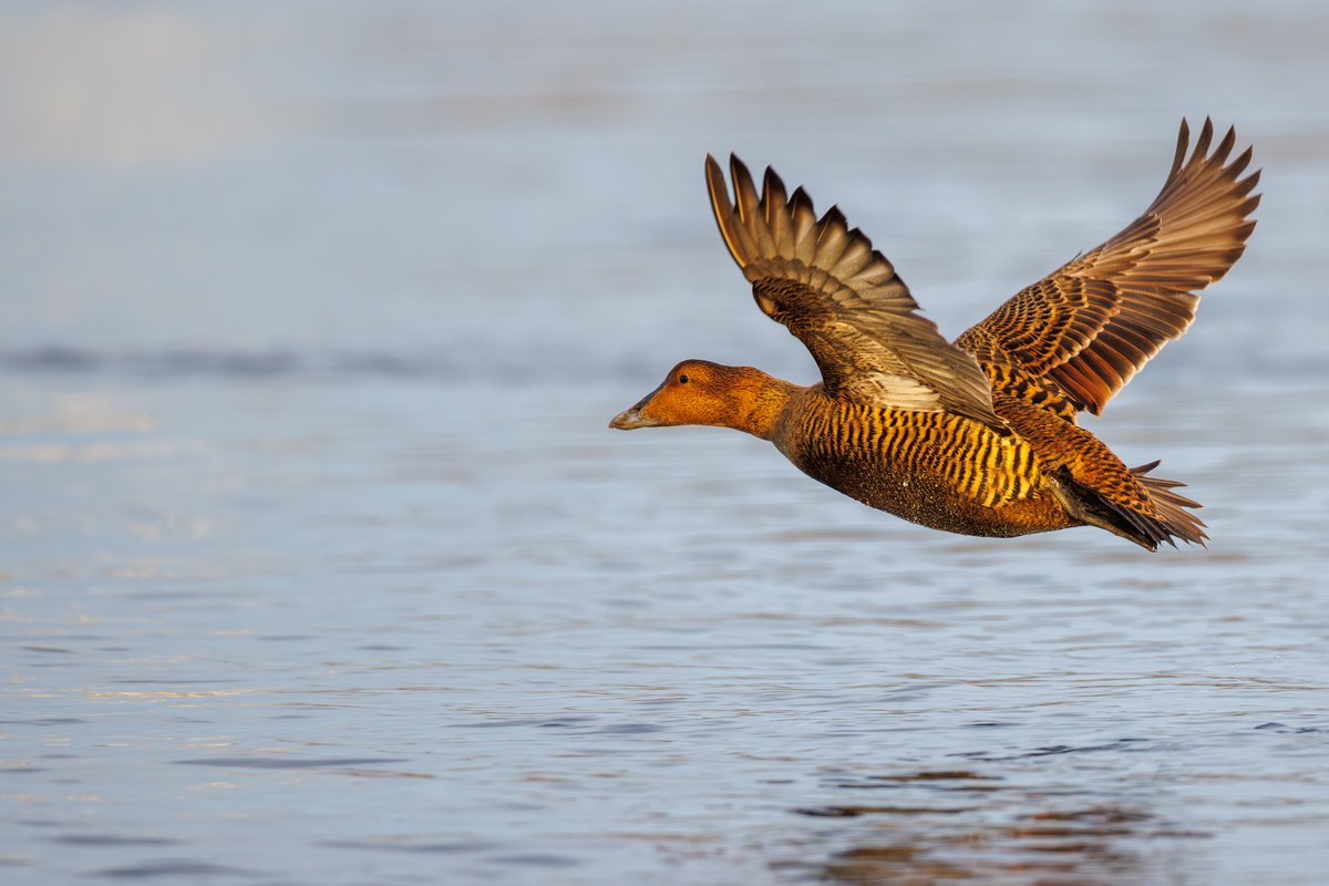 Common Eider