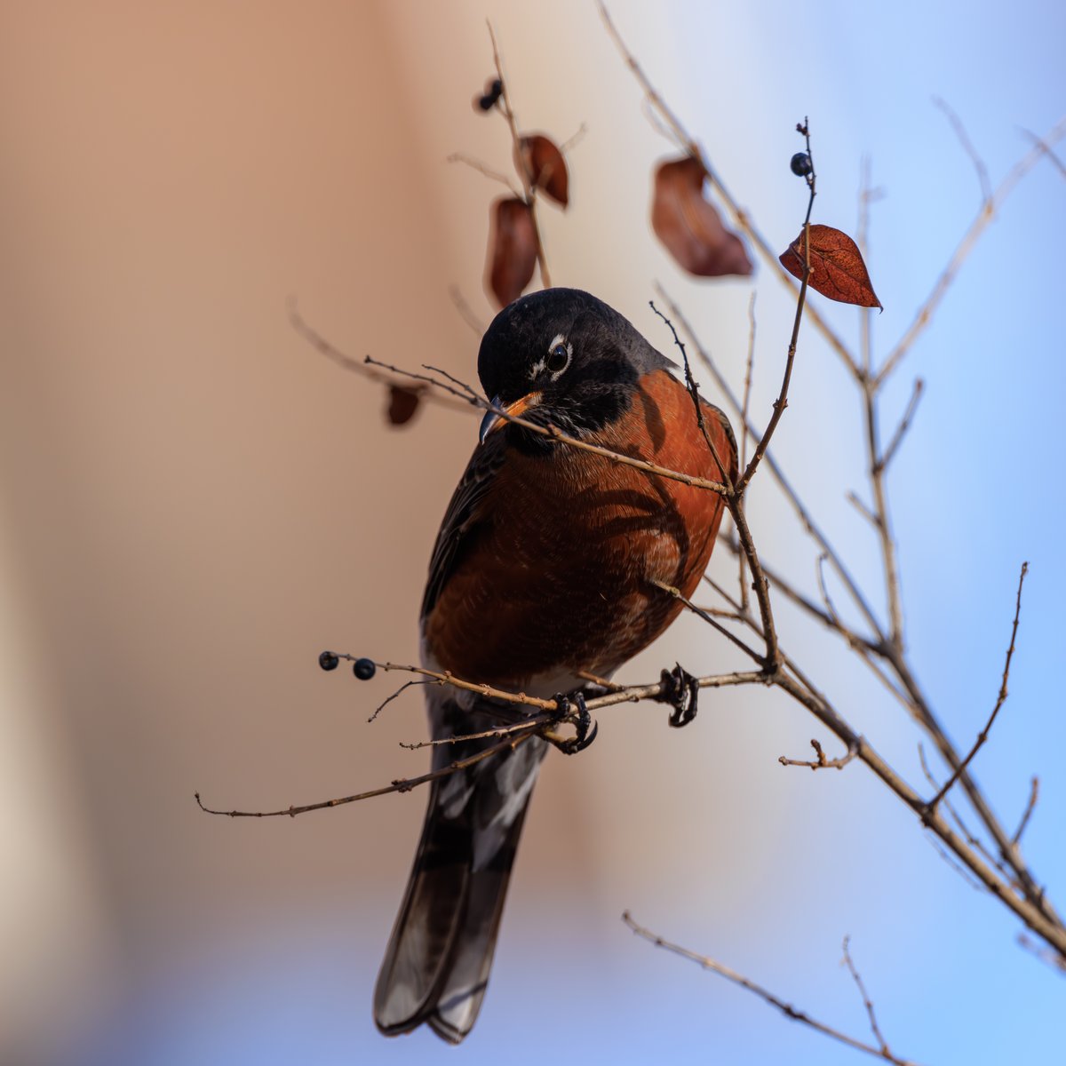 American Robin