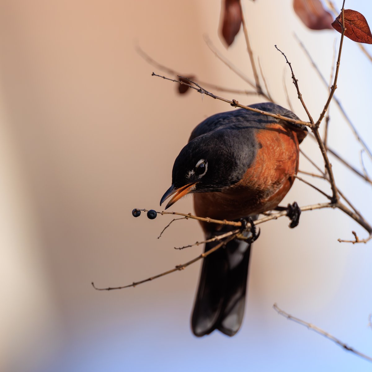 American Robin
