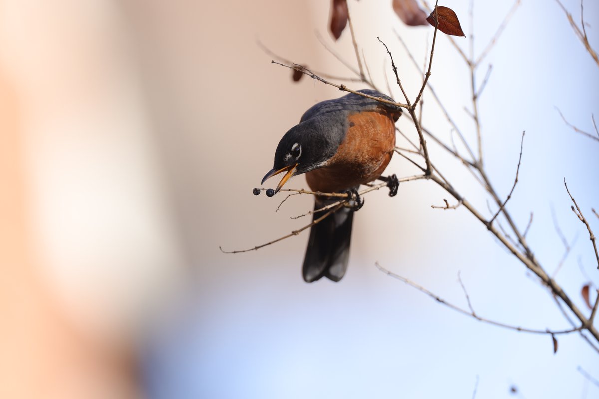 American Robin