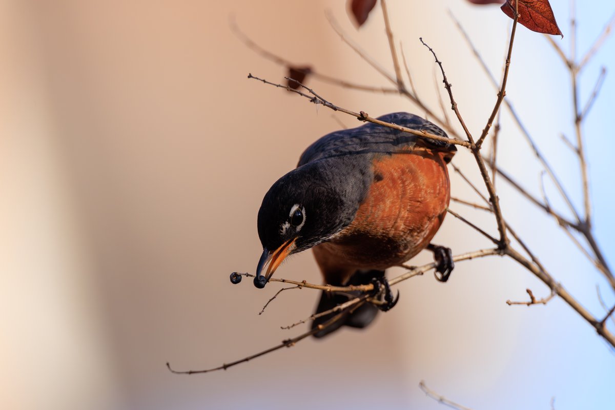 American Robin