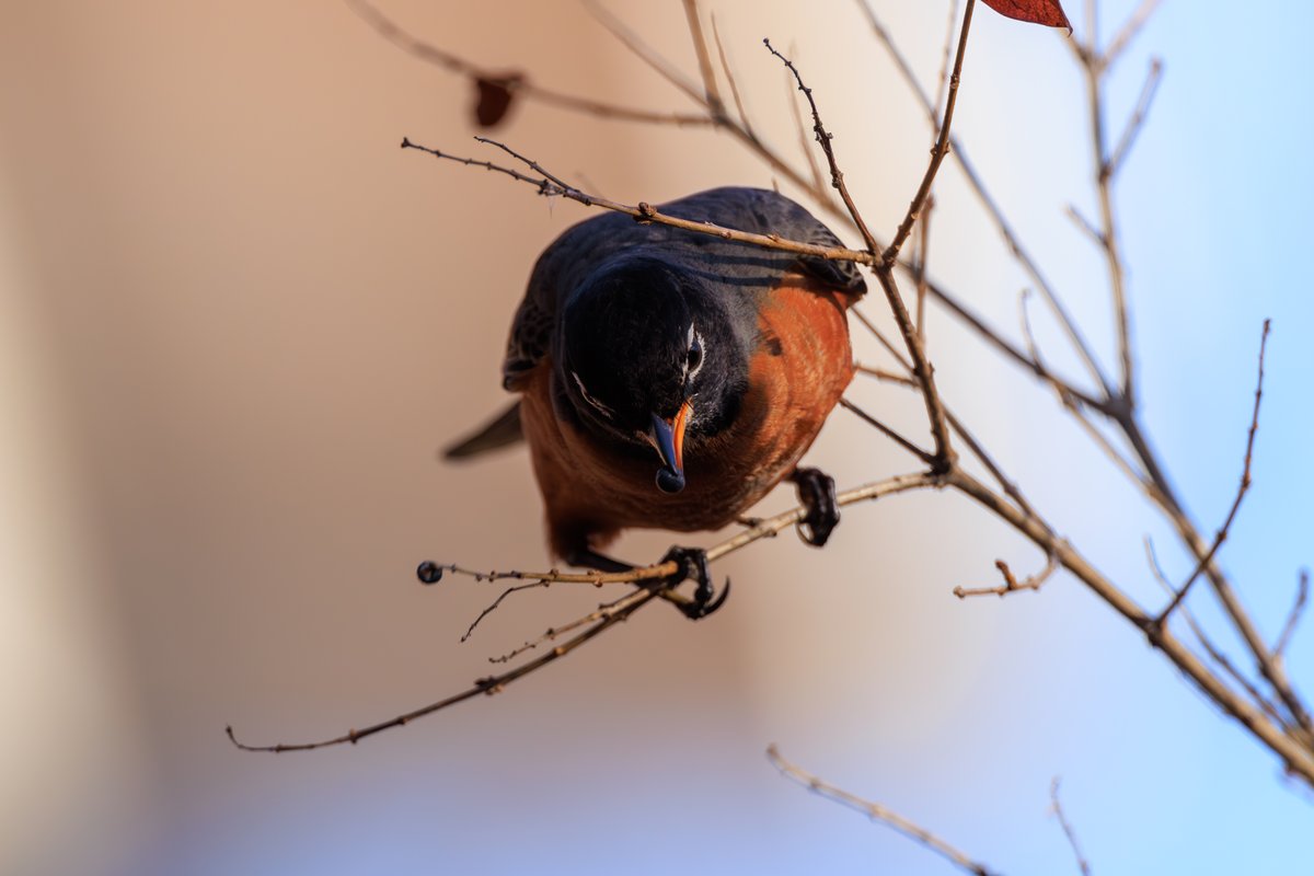 American Robin