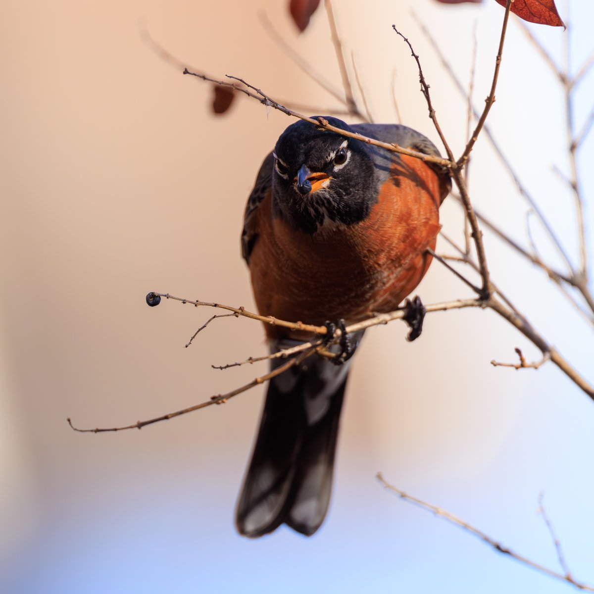 American Robin