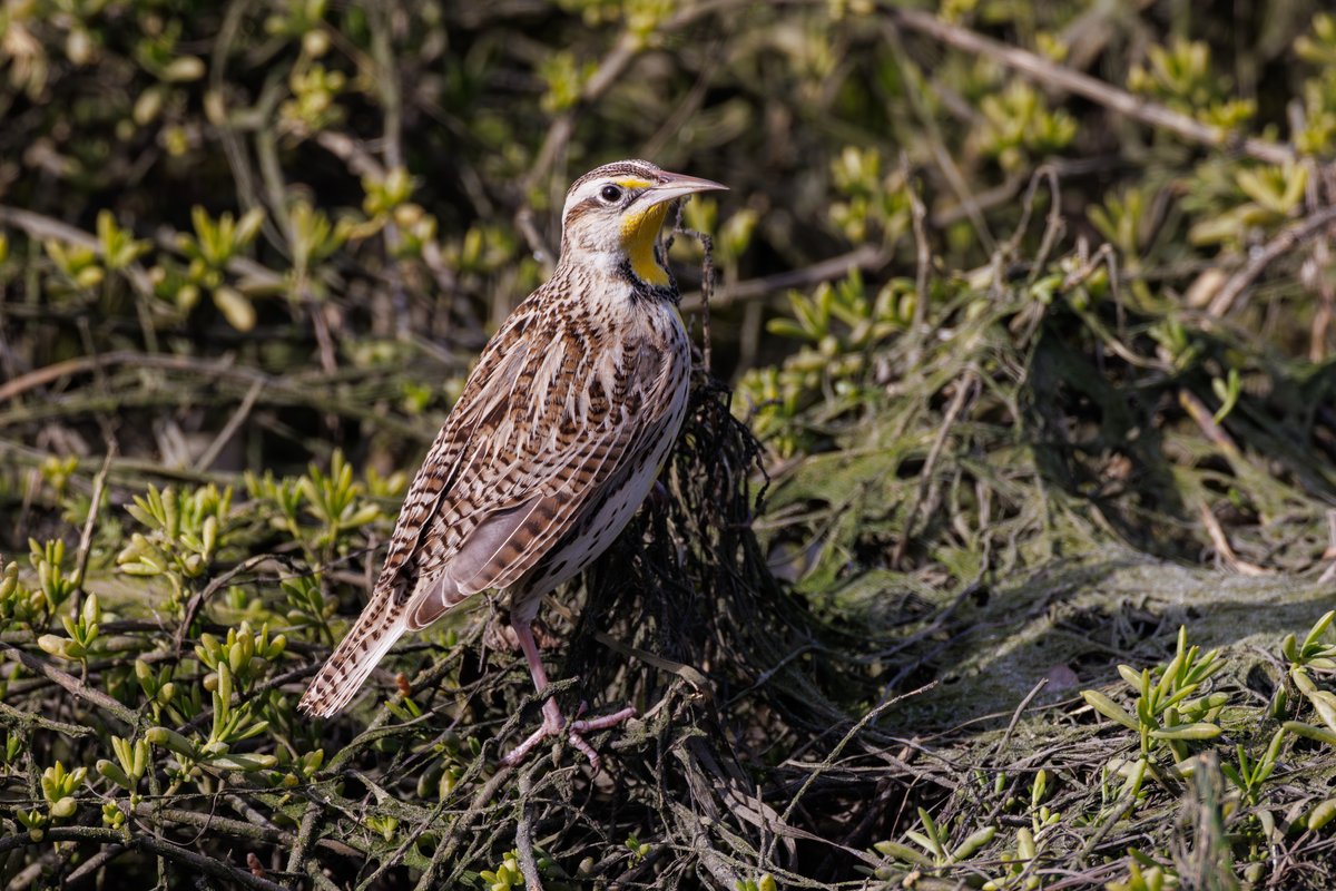 Western Meadowlark