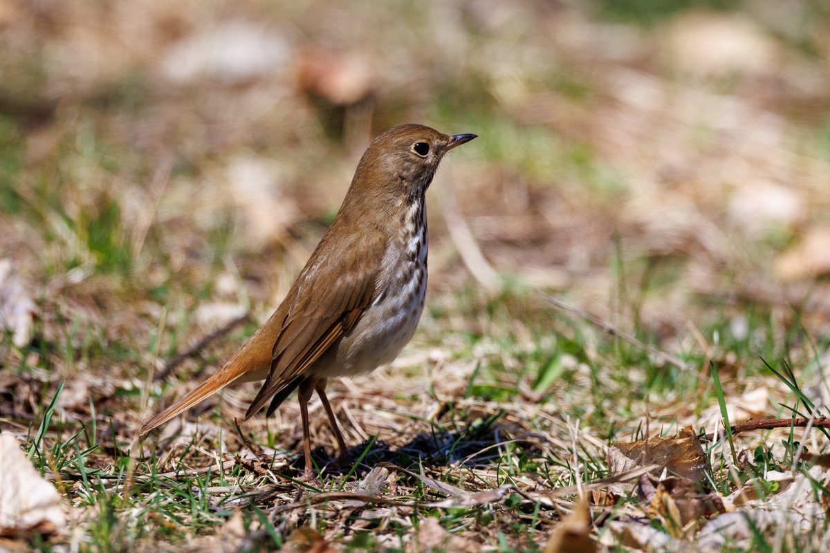 Hermit Thrush