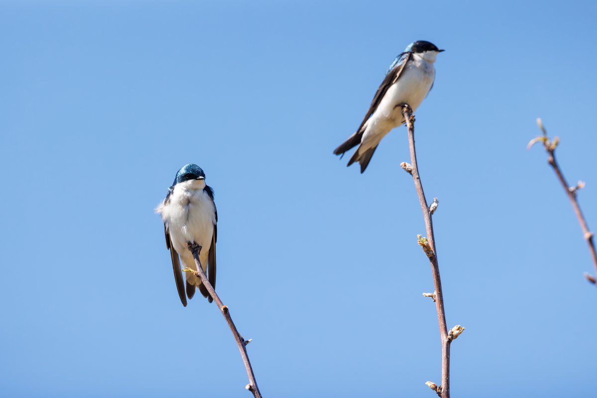 Tree Swallow