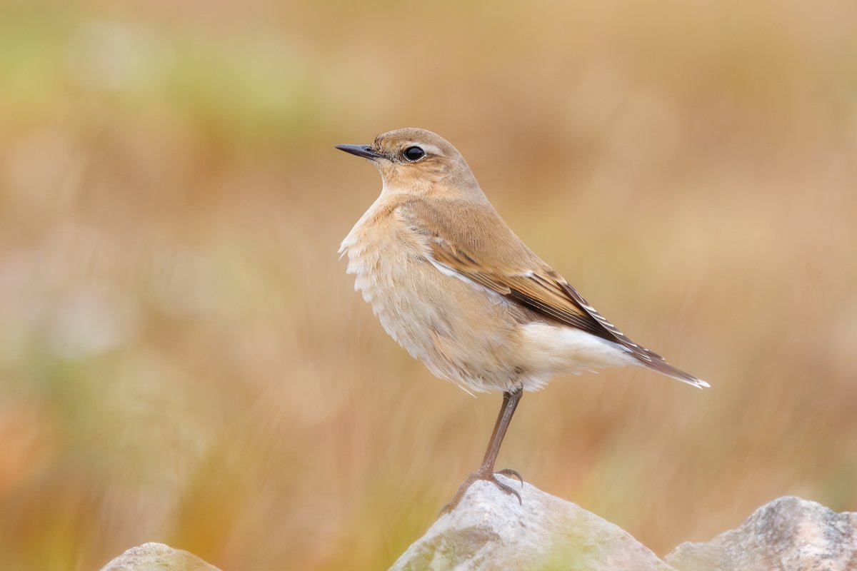 Northern Wheatear