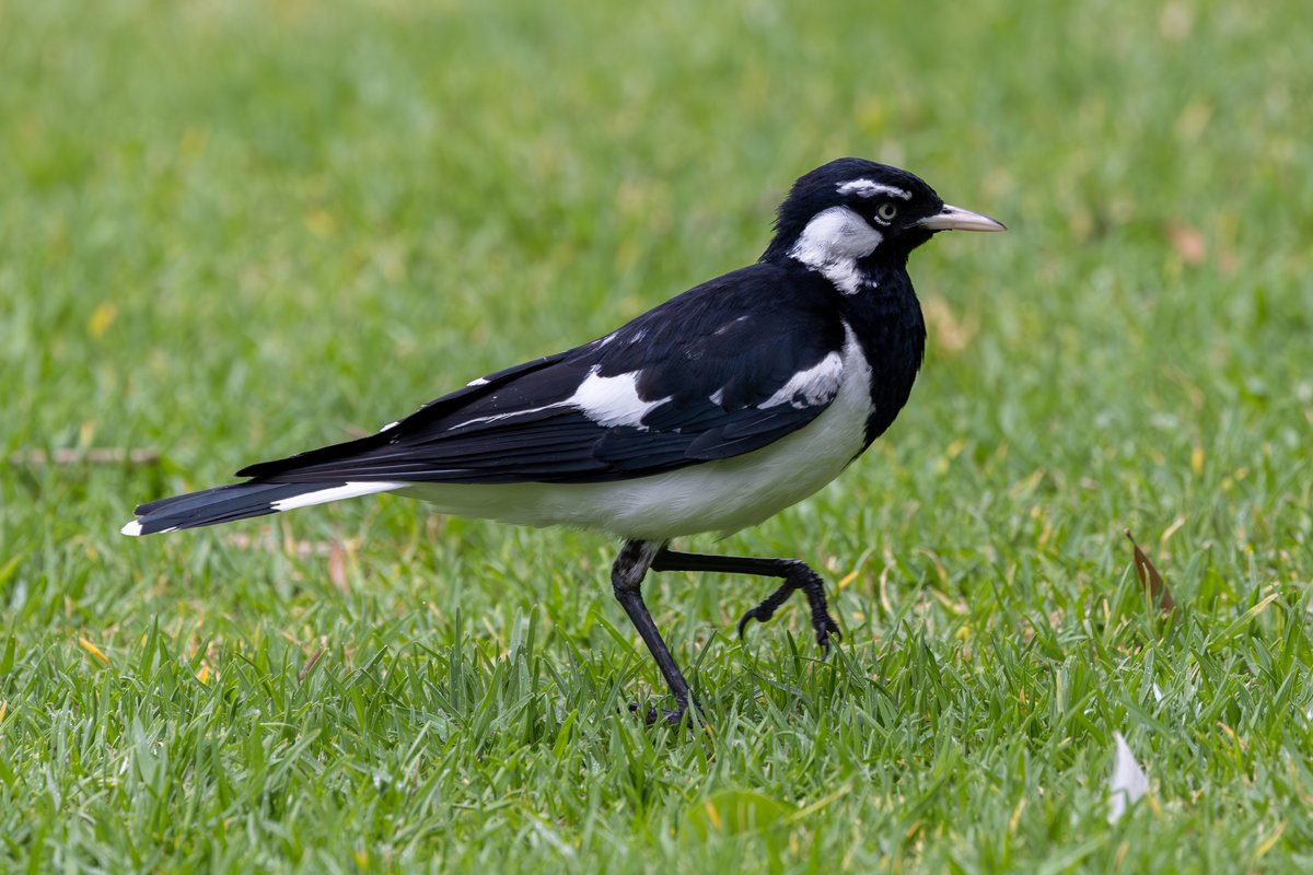 Magpie-lark
