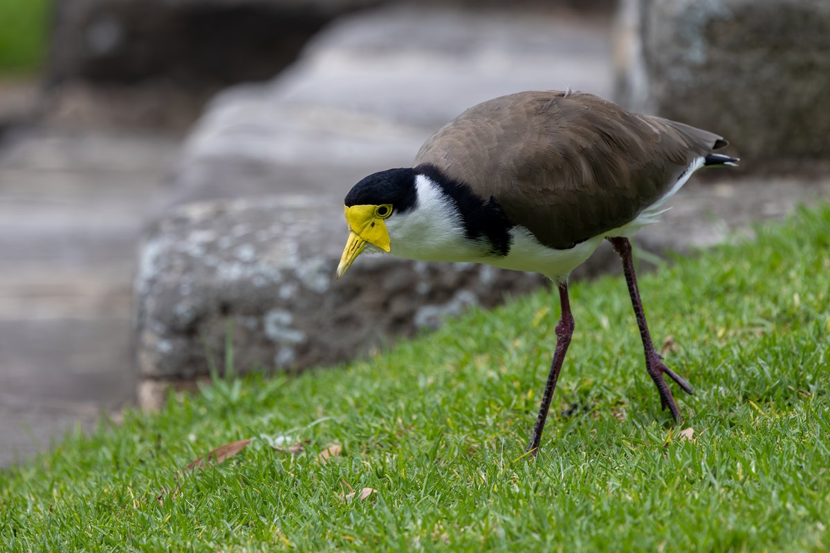 Masked Lapwing