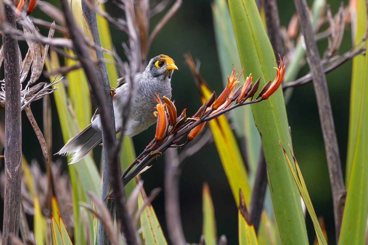 Noisy Miner