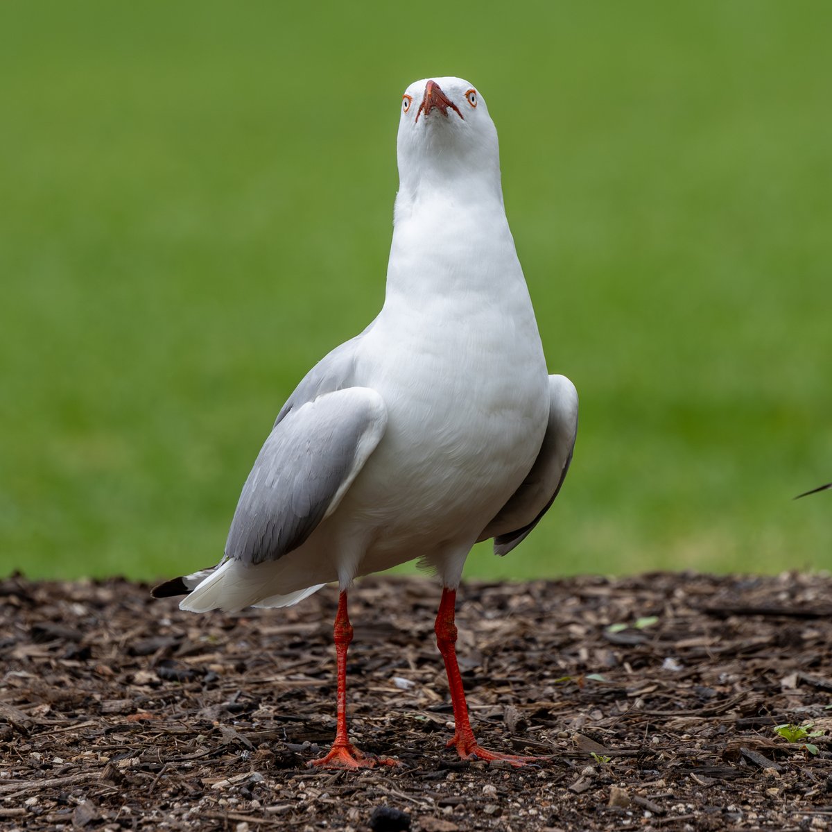 Silver Gull