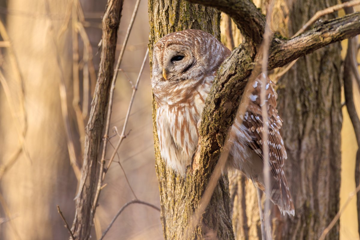 Barred Owl