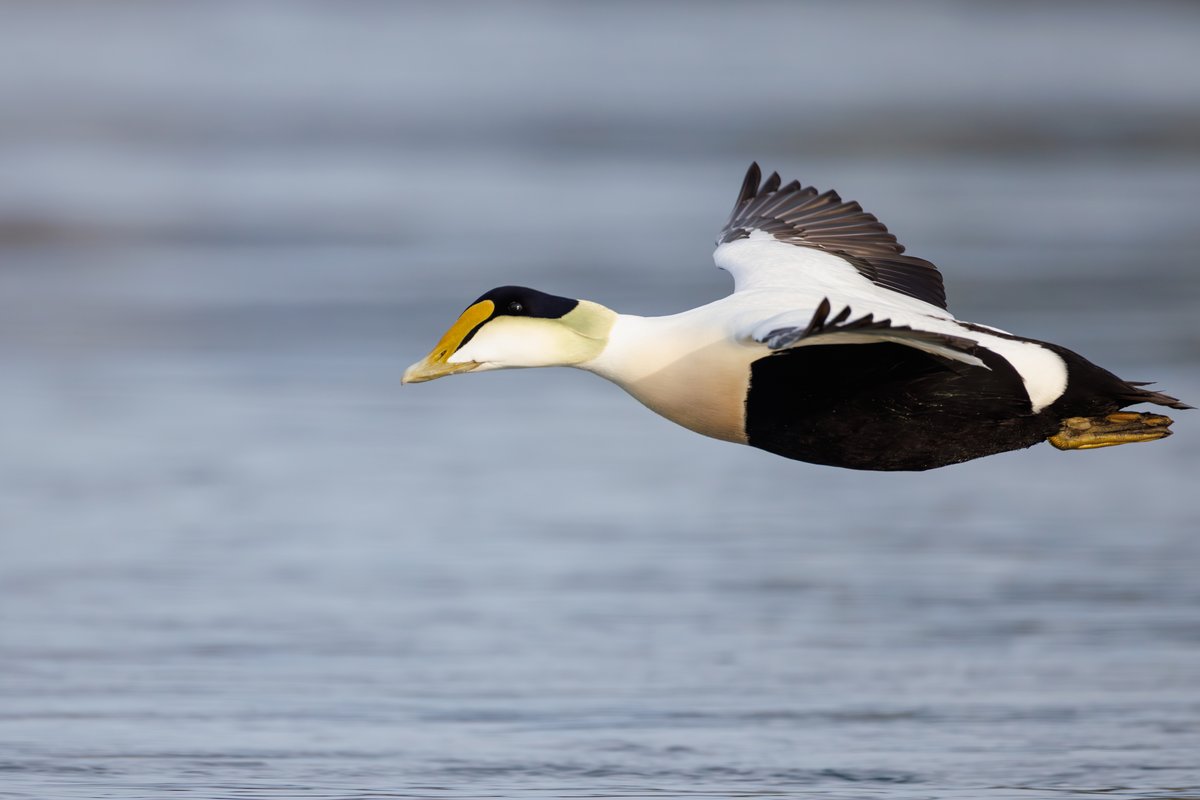 Common Eider